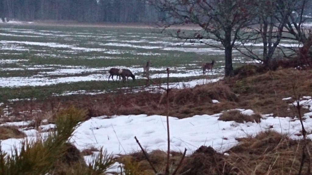 Hjortjakt på Eriksberg - ForshagaAkademin