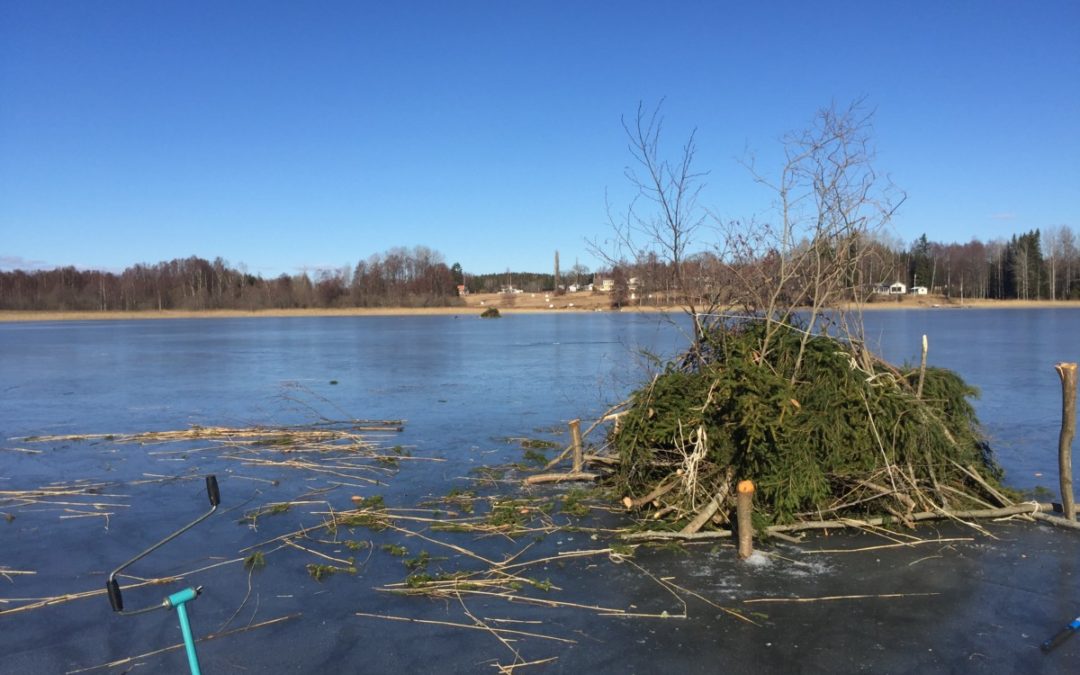 Praktisk fiskevård vid Överrudsjön!