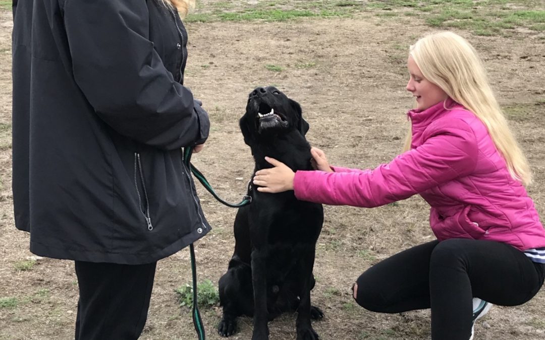 Inskolning av nya hundar