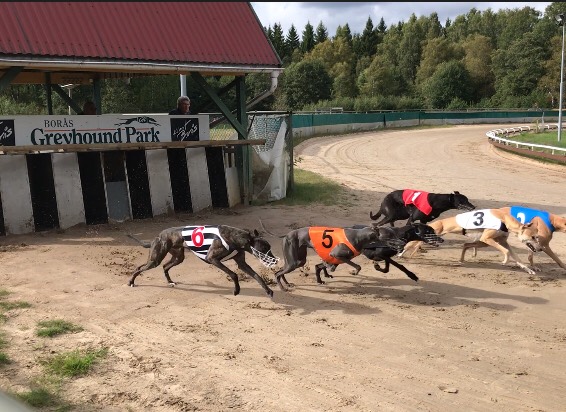 Hundsportelever på Greyhound Park