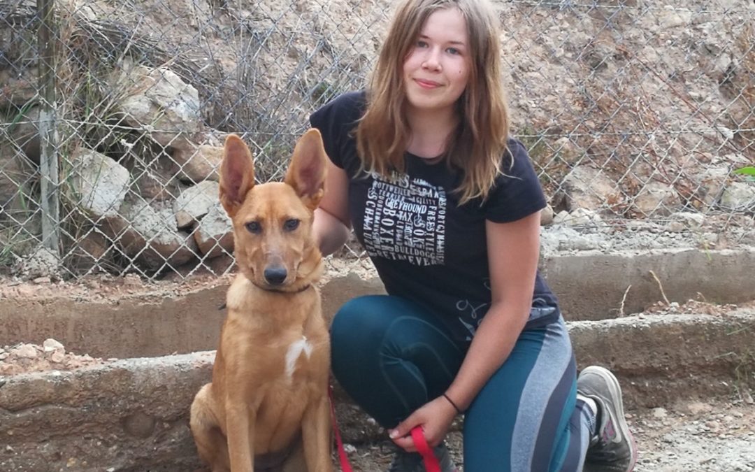 Rapport: Praktik på Rovers Rescues Shelter, Spanien