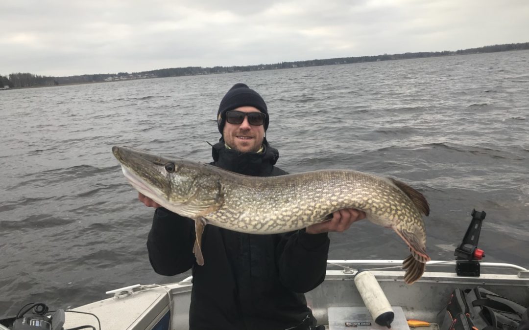 Spinnfiske med YH efter Gädda