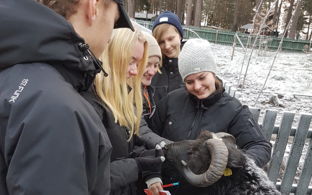 Praktiska djurkurser på Hundsport!