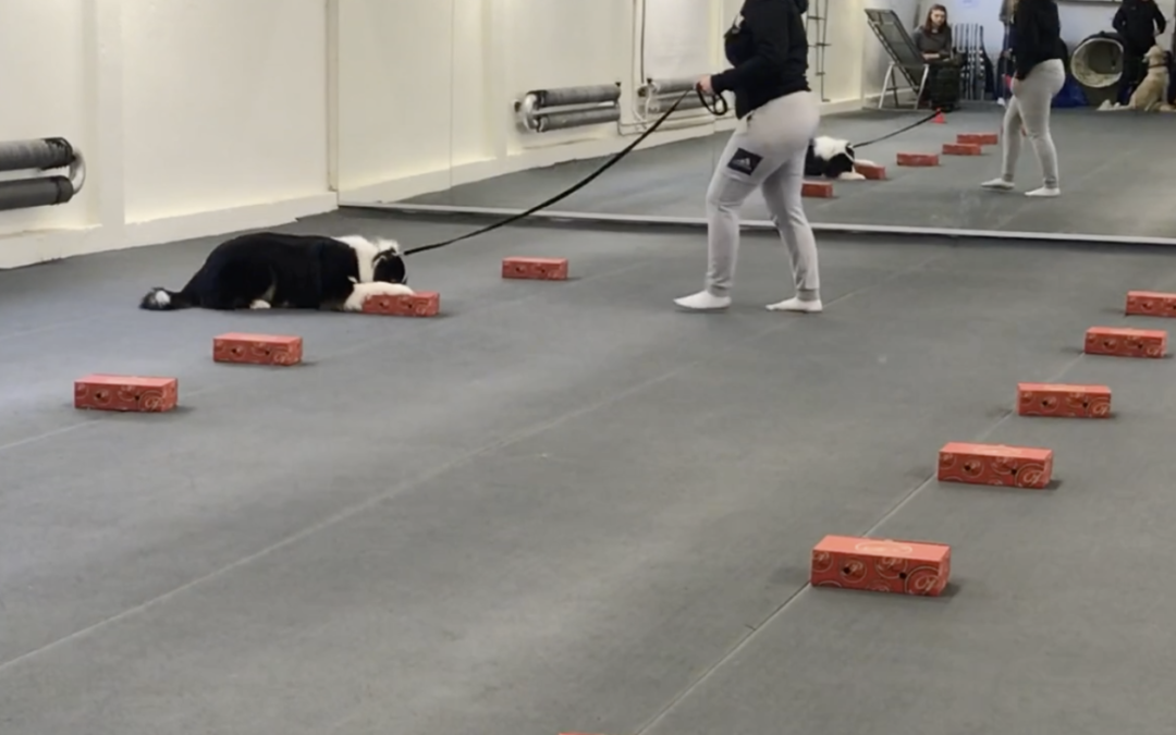 Utbildning i Nose Work