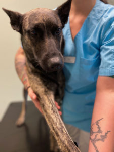 Ronja jobbar med hundar på Hammarö smådjursklinik.
